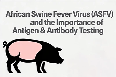 Afrikanisches Schweinepestvirus (ASFV) und die Bedeutung von Antigen- und Ant...